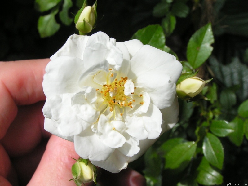 'Sander's White Rambler' rose photo