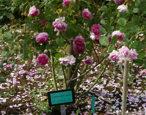 'Geschwinds Orden' rose photo