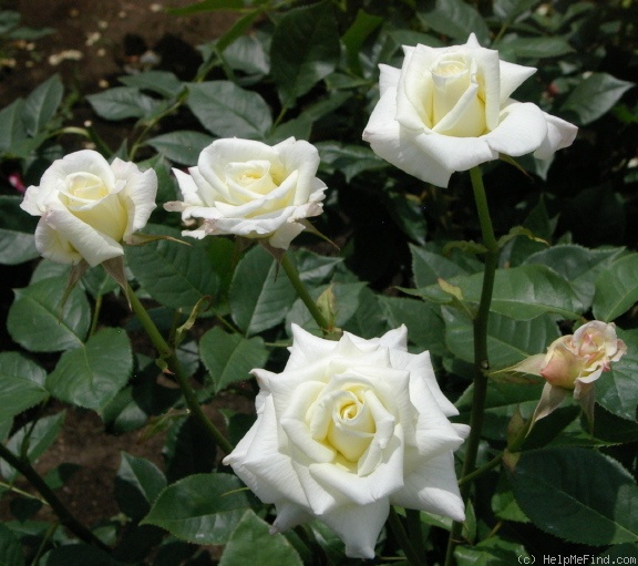 'Ginrei' rose photo