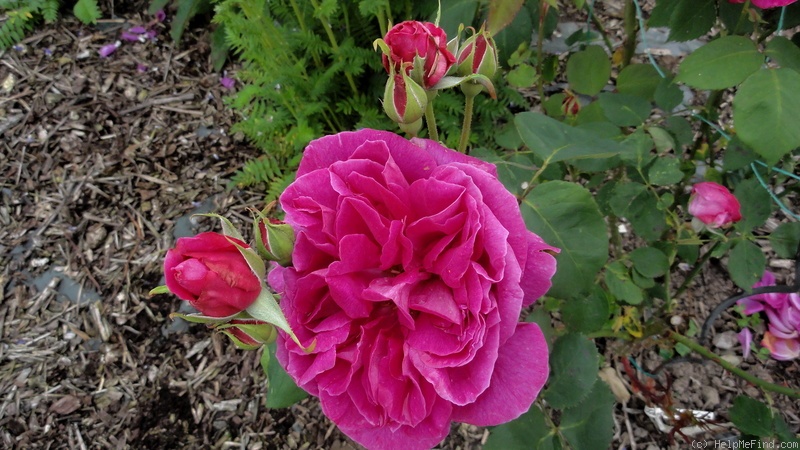 'François Arago' rose photo