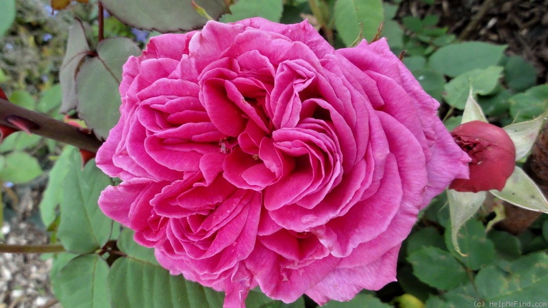 'Madame Dubost (bourbon, Pernet, 1890)' rose photo