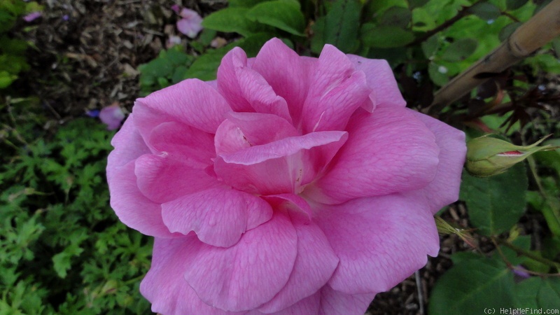 'Adam Messerich (Bourbon, Lambert 1920)' rose photo