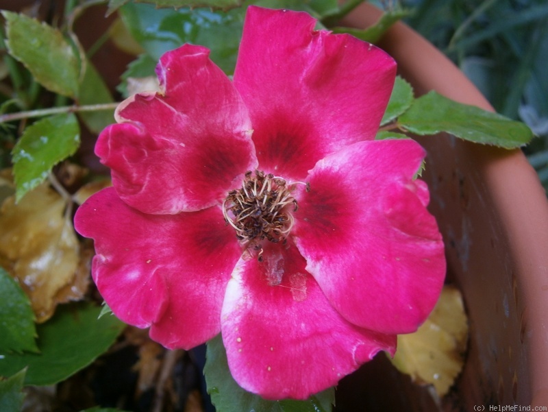 'INTereybabnus' rose photo