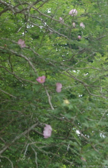 'R. hirtula' rose photo