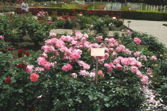 'Jardins de France ®' rose photo