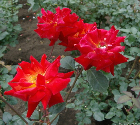 'Nishiki-E' rose photo
