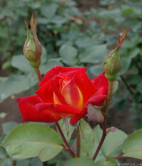 'Nishiki-E' rose photo