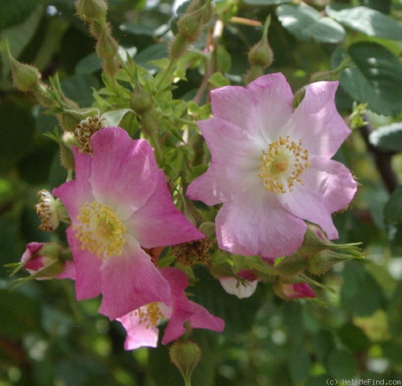 'R. multibracteata' rose photo
