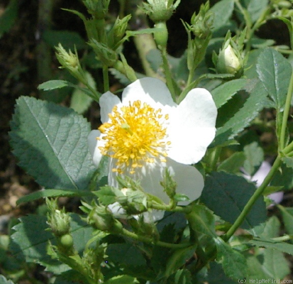 'R. phoenicia' rose photo
