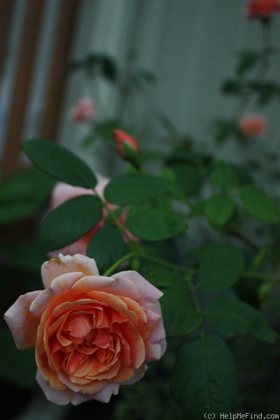 'Royal Sunset' rose photo