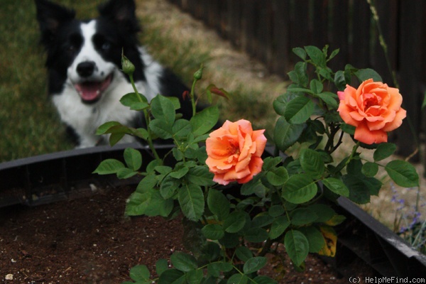 'Troika ®' rose photo