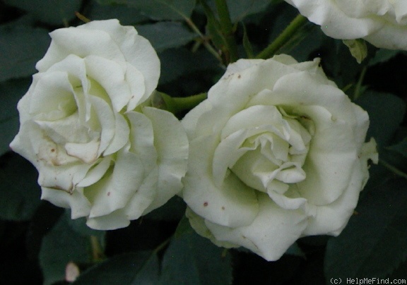 'Ryokkoh' rose photo