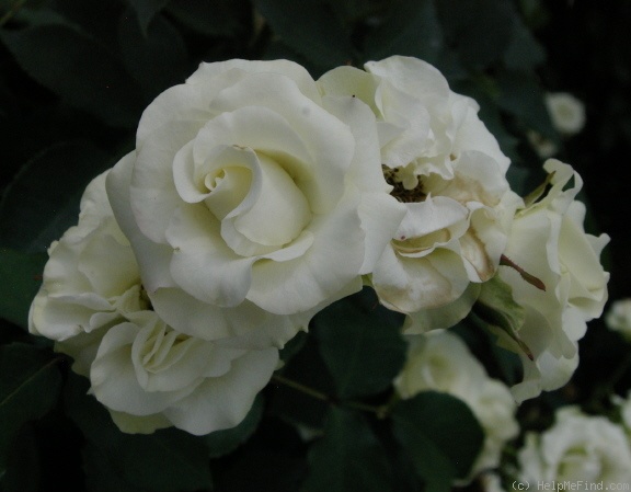'Ryokkoh' rose photo