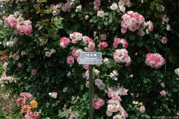 'Sakura-Gasumi' rose photo