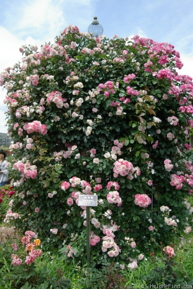 'Sakura-Gasumi' rose photo