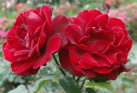 'Samourai ® (grandiflora, Meilland, 1966)' rose photo