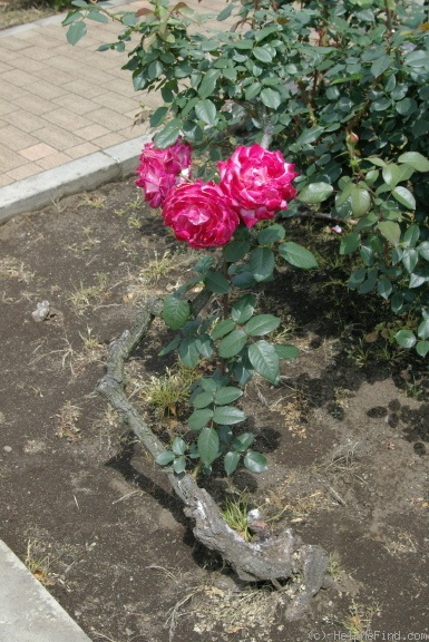 'Seika' rose photo