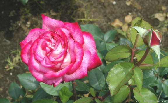 'Seika' rose photo
