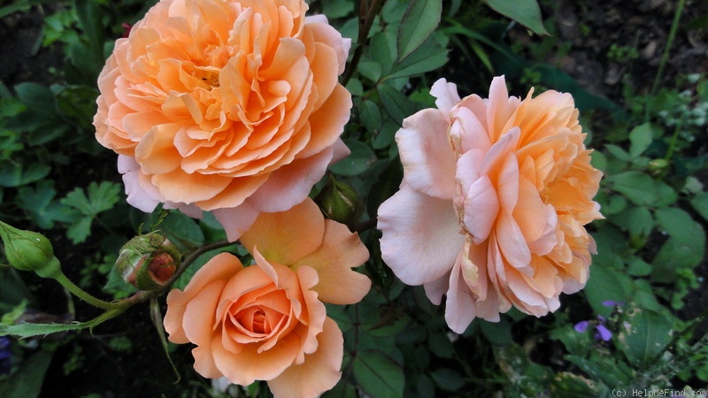 'Louise Clements (shrub, Clements, 1996)' rose photo