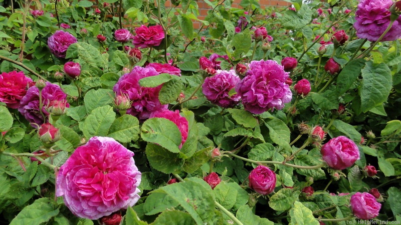 'Royal Marbrée' rose photo