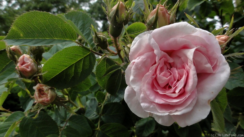 'Maiden's Blush (alba)' rose photo