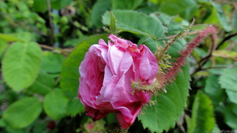 'Centifolia Muscosa' rose photo