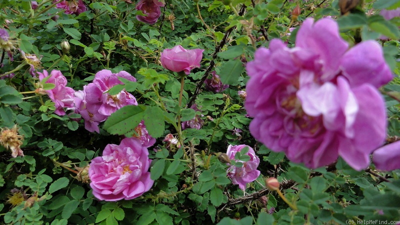 '<I>Rosa spinosissima</i> 'William III'' rose photo