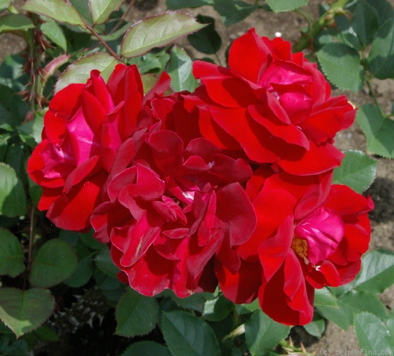 'Taranga ®' rose photo
