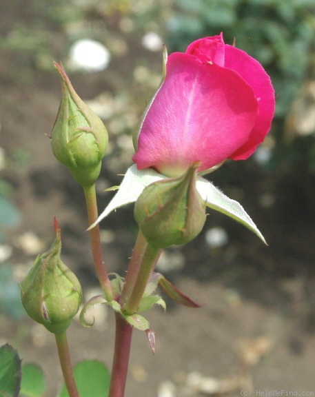 'Urara' rose photo
