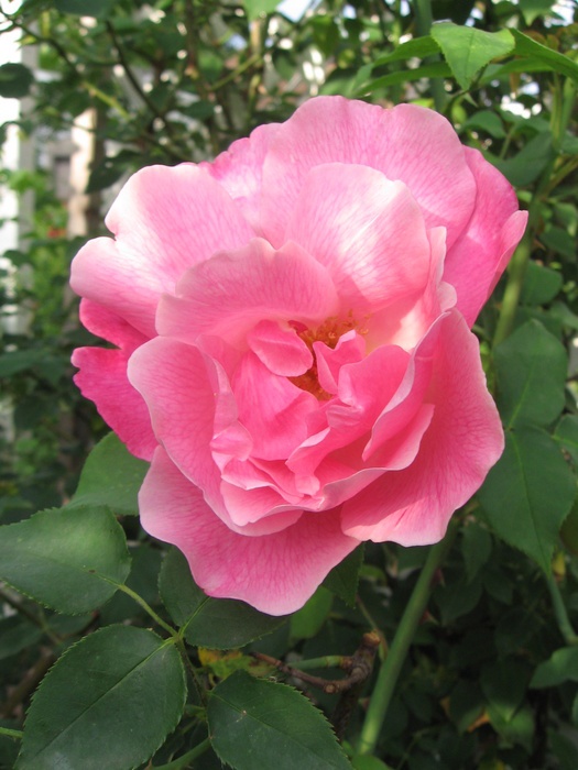 'Madame Grégoire Staechelin' rose, click to enlarge 'Madame Grégoire Staechelin' rose photo