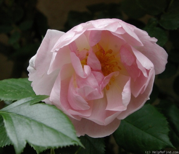 'Lucetta' rose photo