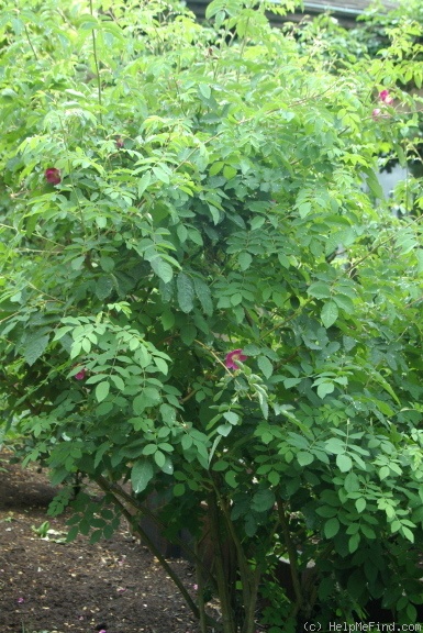 '<i>Rosa pendulina</i> L.' rose photo