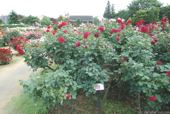 'Kardinal 85 ™ (hybrid tea, Kordes 1985)' rose photo