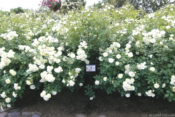 'Vanilla Bonica' rose photo