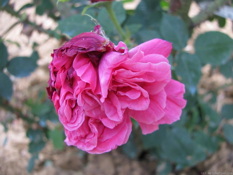 'Madame Jeannine Joubert' rose photo