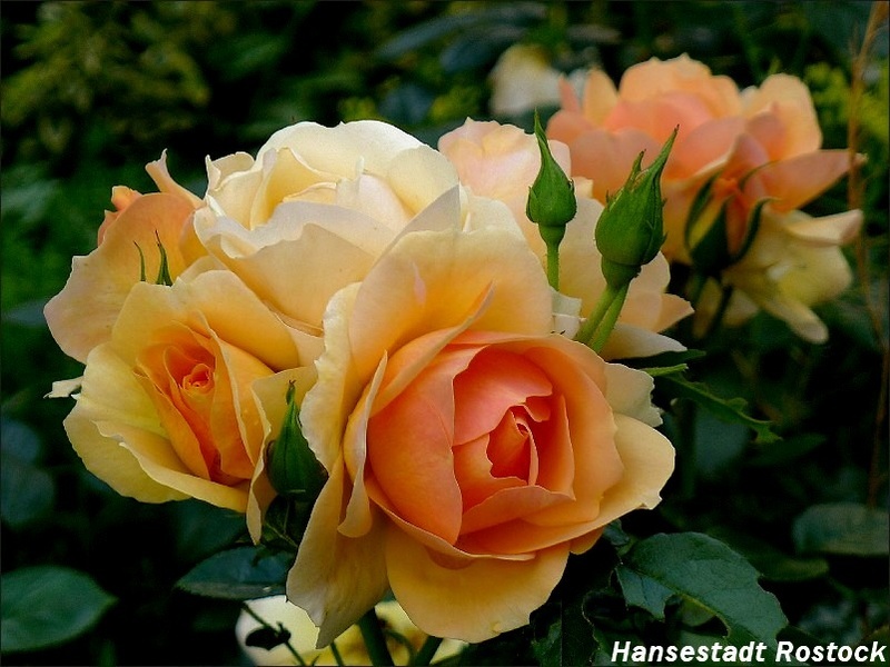 'Hansestadt Rostock ®' rose photo