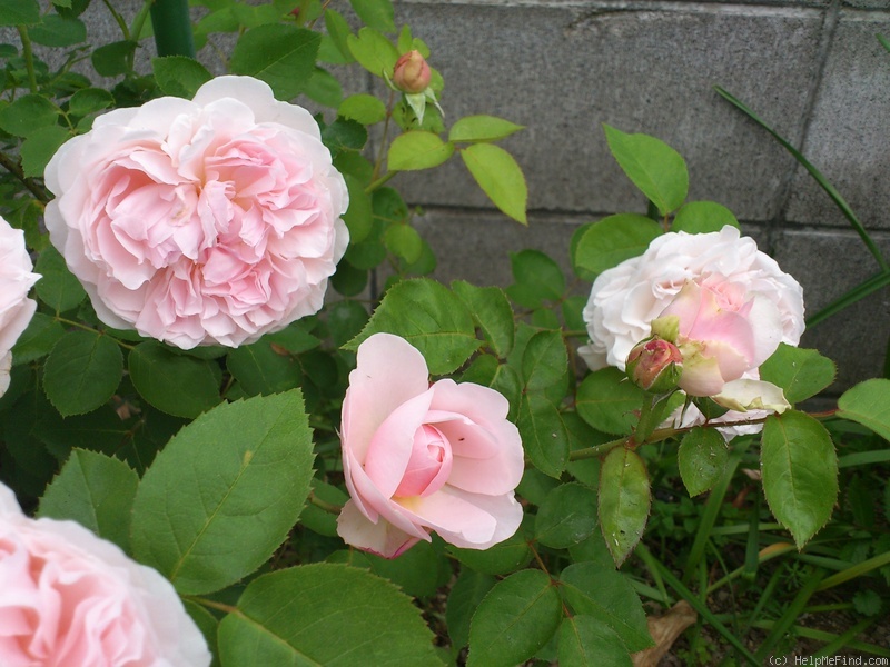'Eglantyne' rose, click to enlarge 'Eglantyne' rose photo