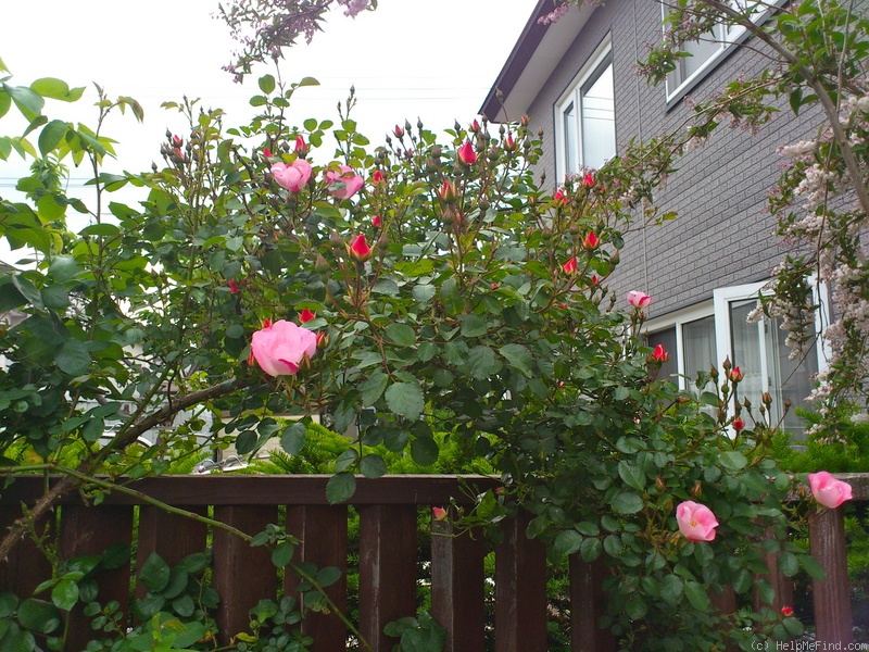 'Bingo Meidiland' rose photo