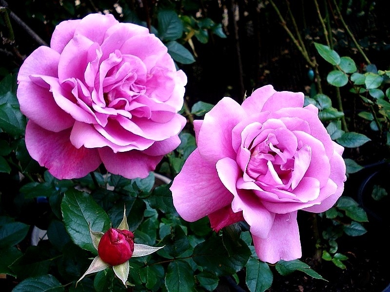 'Purple Passion ™' rose photo