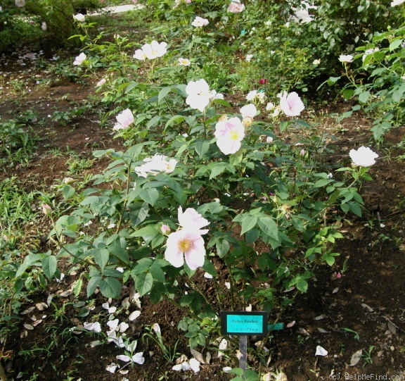 'Helga Brichet' rose photo