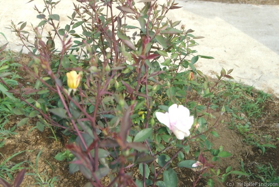 'Yellow Mutabilis (China, Beales, 2008)' rose photo