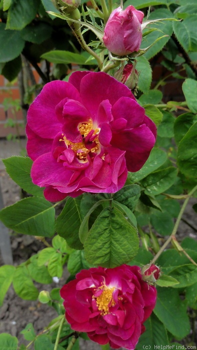 'Conditorum' rose photo