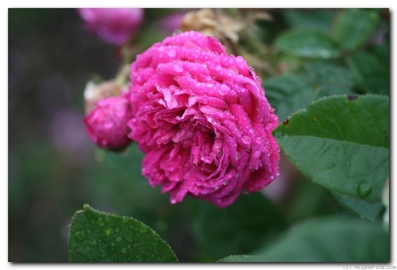 'd'Arcet' rose photo
