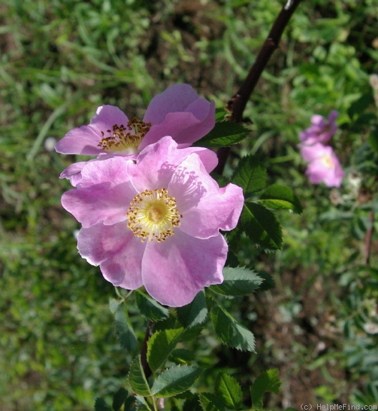 'Hibernica' rose photo