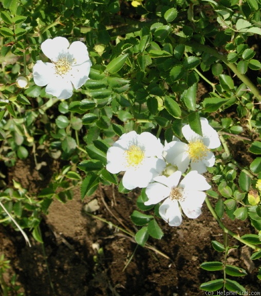 'R. luciae' rose photo