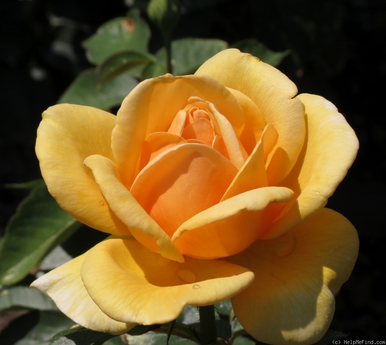 'Copper Queen' rose photo