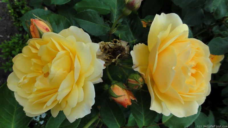 'Graham Thomas' rose photo