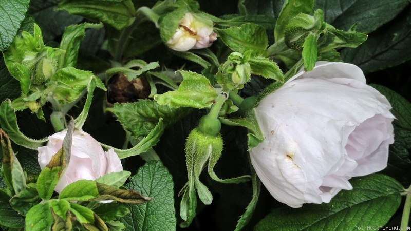 'Polareis' rose photo