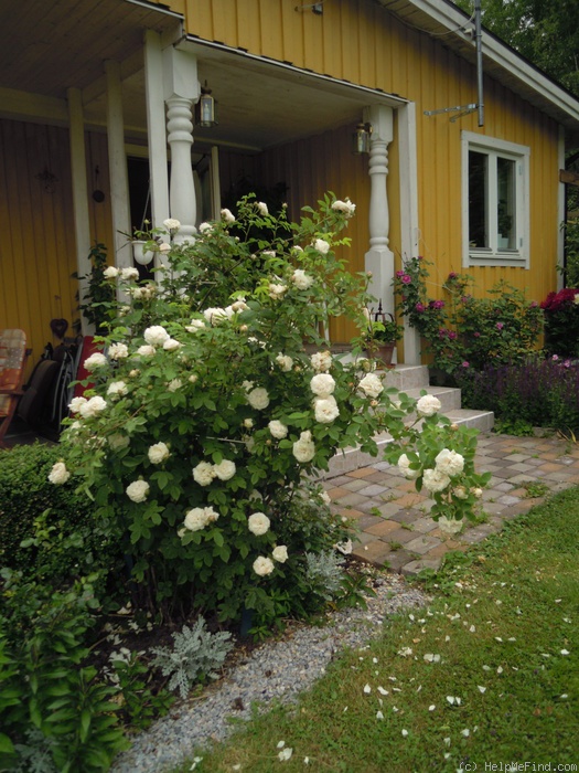 'Blanchefleur (hybrid centifolia, Vibert, 1835)' rose photo