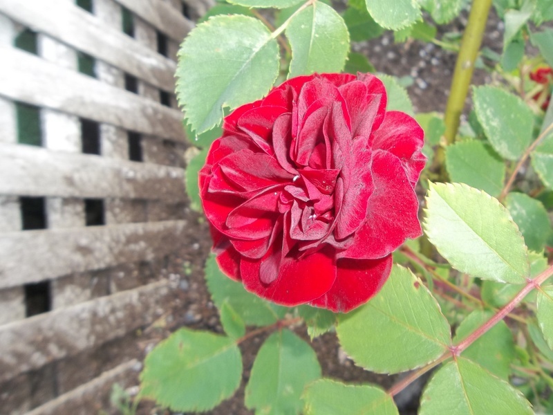 'Hope for Humanity' rose photo